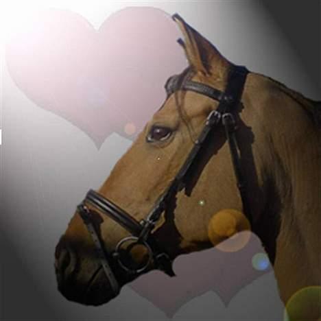 Anden særlig race *HIMMELHEST* elevhest Laban! - min laban..  billede 10