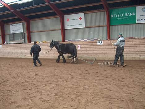 Irish Cob Barbie R.I.B billede 9