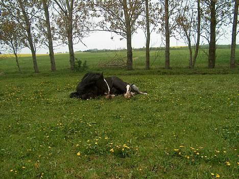 Irish Cob Barbie R.I.B - foling af føl.. Her er det det første goddag billede 10