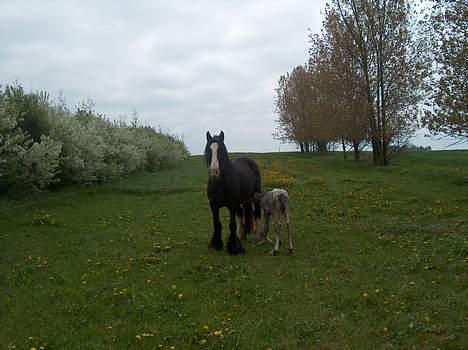 Irish Cob Barbie R.I.B - så er han kommet på benen.. billede 11
