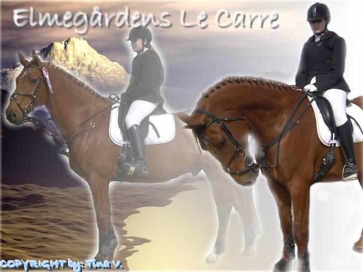 Dansk Varmblod Elmegårdens Le Carre billede 2