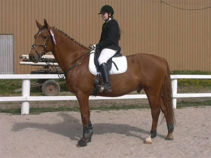 Dansk Varmblod Elmegårdens Le Carre - Uden mine briller og derfor næsten blind. Så ser måske en smule underlig ud i mit face billede 3