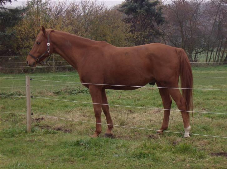 Dansk Varmblod Elmegårdens Le Carre billede 4