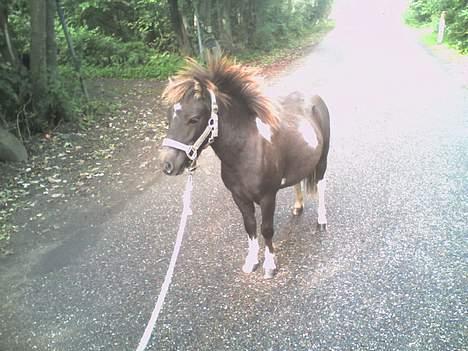 Anden særlig race Lille Elvis karock - er han ik sød billede 13