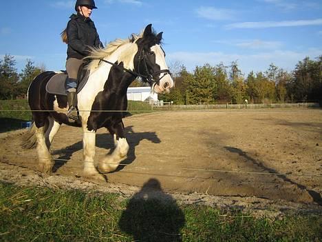 Irish Cob Silas :b  billede 20