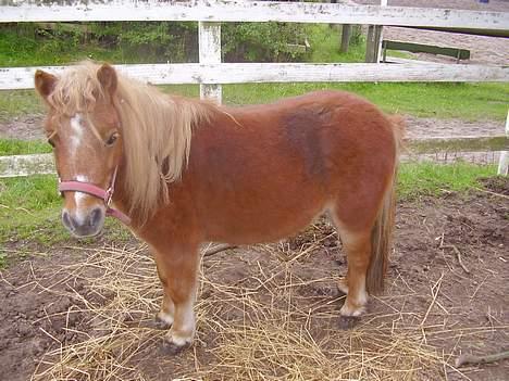 Shetlænder Sussi - #15 Sussi, oktober 2006 billede 15