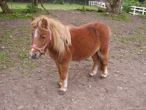 Shetlænder Sussi - #16 Sussi billede 16