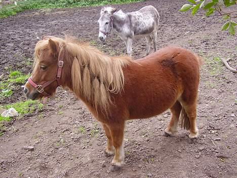 Shetlænder Sussi - #17 Sussi billede 17