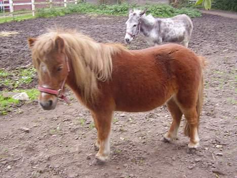 Shetlænder Sussi - #18 Sussi billede 18