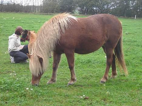 Islænder Stella fra Hvam(R.I.P) billede 6