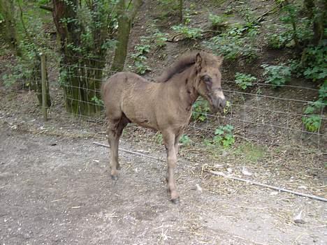Islænder Helga fra Dolmer billede 7