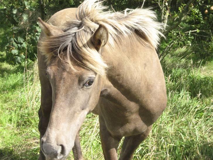 Anden særlig race Højbo's Surprice  - Smukke, da jeg var ude og besøge hende <3 billede 1