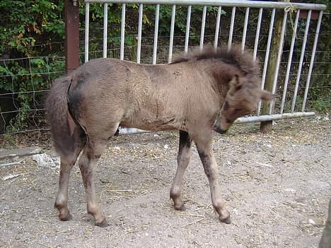 Islænder Helga fra Dolmer billede 8