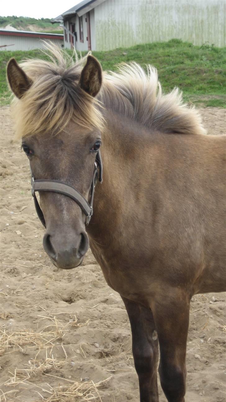 Anden særlig race Højbo's Surprice  - Salgsbillede.. billede 7