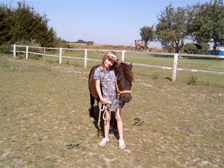 Shetlænder - Nico billede 7