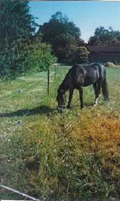 Welsh Cob (sec D) Synod Nelson (i Norge) billede 5