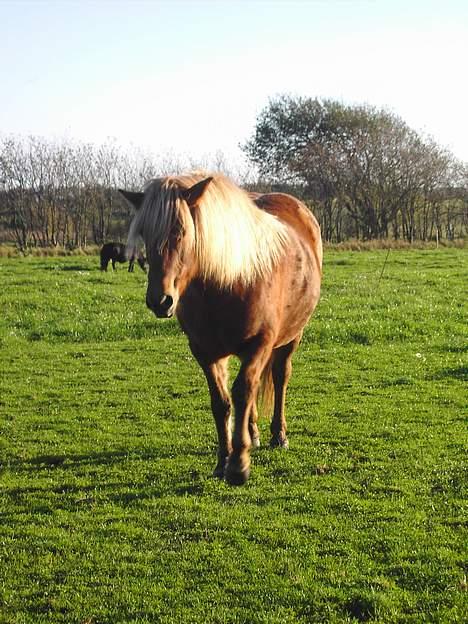 Islænder Stella fra Hvam(R.I.P) billede 10