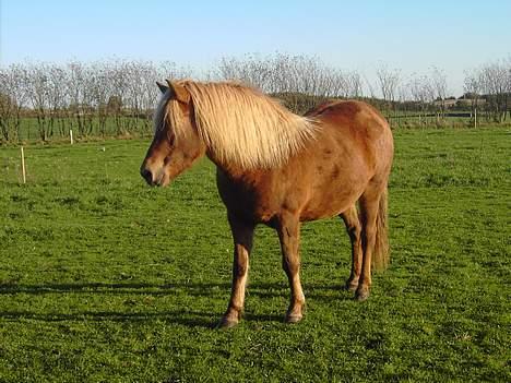 Islænder Stella fra Hvam(R.I.P) billede 12