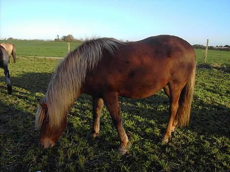 Islænder Stella fra Hvam(R.I.P) billede 13