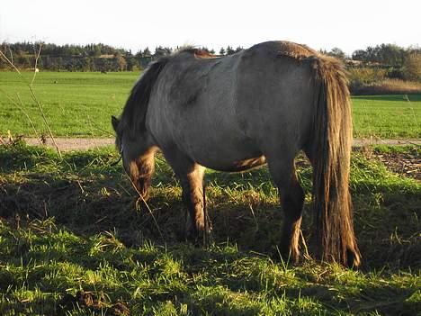 Islænder Helga fra Dolmer billede 9