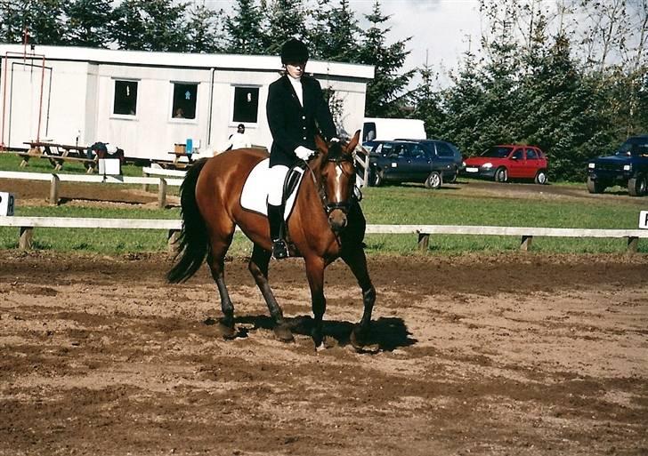 Dansk Varmblod Splinette  - Splinette og mig til stævne i skæve billede 12