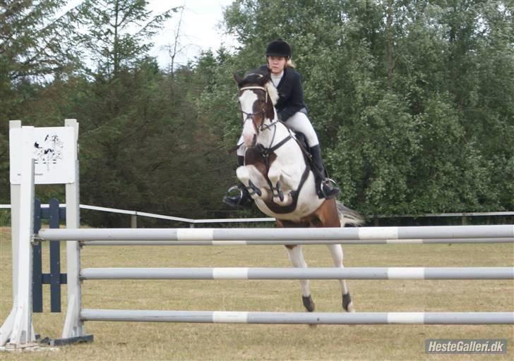 Pinto Miss coco Chanell - nummer 2 til holdmesterskaberne 2007:) billede 1