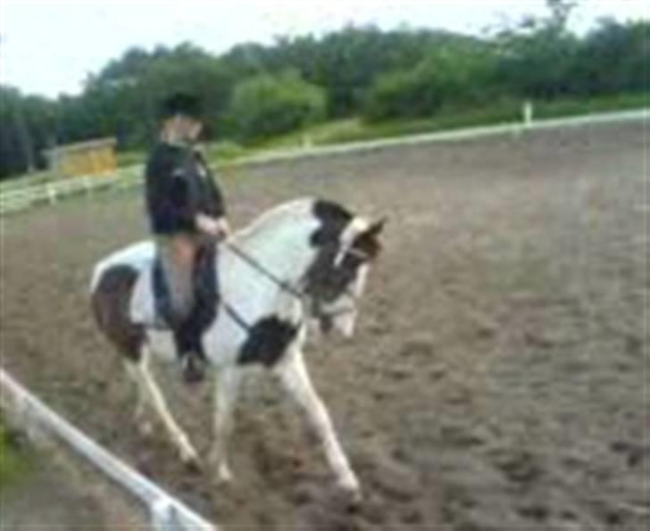 Pinto Miss coco Chanell - hehe mig og Komet :)  billede 3