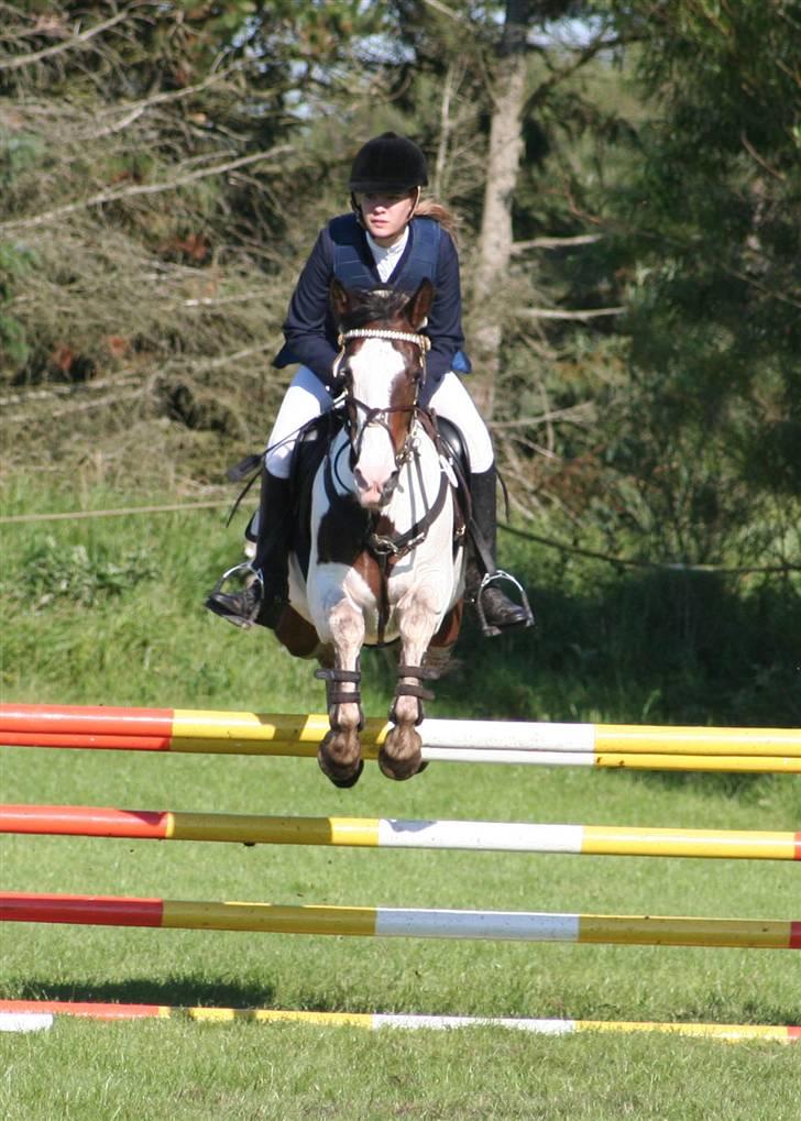 Pinto Miss coco Chanell - Miig og komet :D billede 4