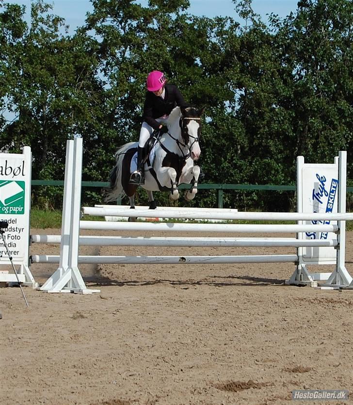 Pinto Miss coco Chanell - Holdmesterskab 2008 :) vi vandt!! billede 5