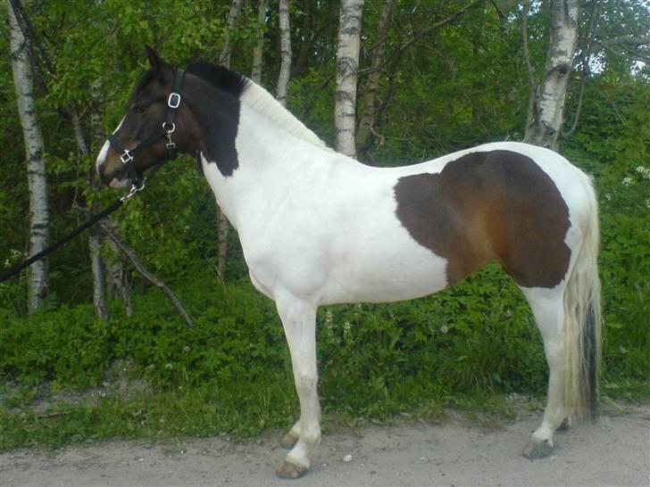 Pinto Miss coco Chanell - Hele Komet :D billede 6