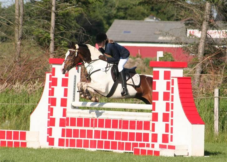 Pinto Miss coco Chanell - miig og meten :D i la.. vandt Klassen :) billede 7