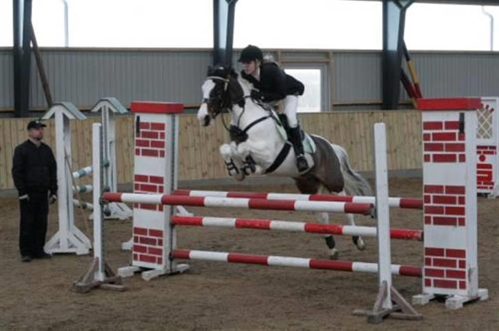 Pinto Miss coco Chanell - Hold mestebkaberne 2007:) billede 8