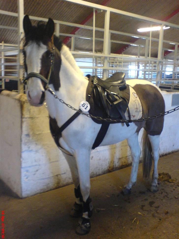 Pinto Miss coco Chanell - jeg er klar til at ride nu :D billede 9