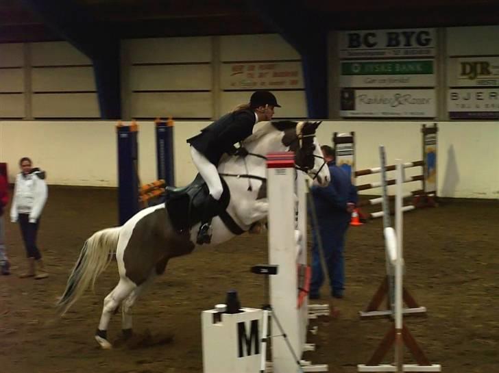 Pinto Miss coco Chanell - Tjek lige hendes forben ;O:D <3333333 billede 10