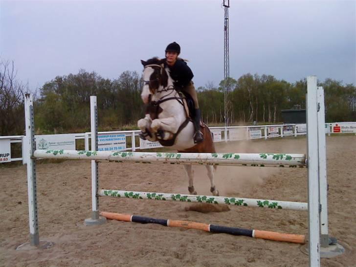 Pinto Miss coco Chanell - NYT! træning :) billede 12