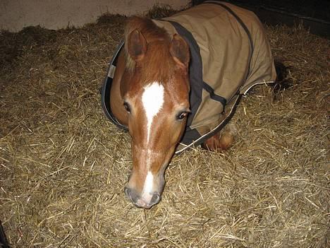 Anden særlig race Donna (SOLGT) ;( - Ligger ned :b billede 3