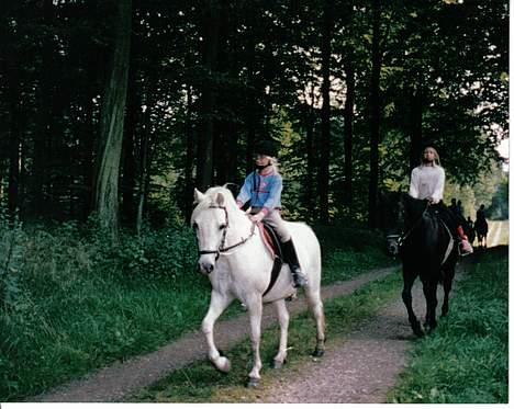 Welsh Mountain (sec A) Skrubbenborg Jamais billede 9