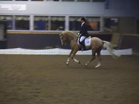 Palomino Millenium billede 15