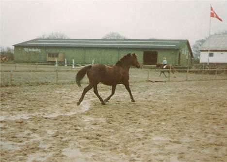 Anden særlig race Flicka billede 4