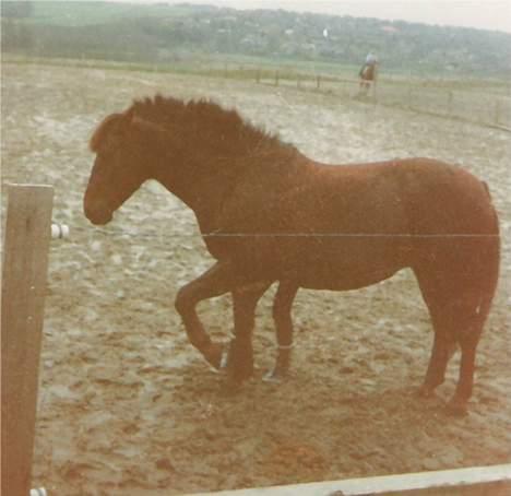 Anden særlig race Flicka - 5 ben? billede 9