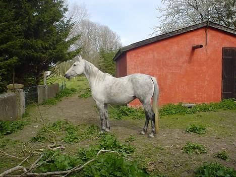 Traver Orlov abita nordhøj - sommer 2004 billede 3