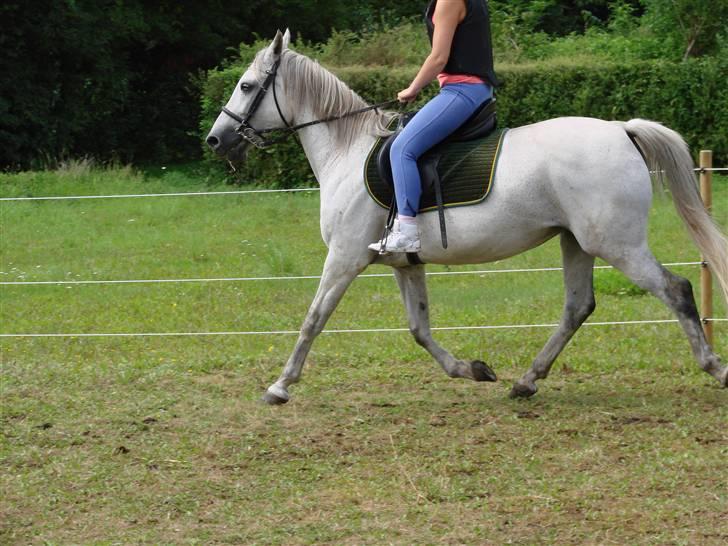 Traver Orlov abita nordhøj - Juli 2009 billede 4