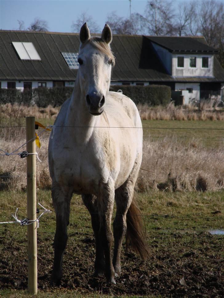 Traver Orlov abita nordhøj - april 2009 billede 5