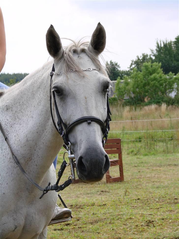 Traver Orlov abita nordhøj - sommer 2005 billede 6