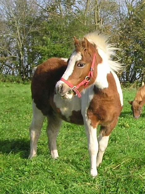 Pinto Hvedholms Hermione billede 1