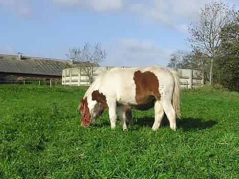 Pinto Hvedholms Hermione billede 5