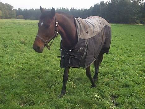 Dansk Varmblod candis viftrup(solgt) - min egen candy<3<33 billede 1