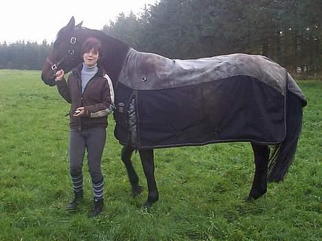 Dansk Varmblod candis viftrup(solgt) billede 2