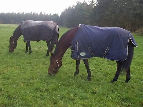 Dansk Varmblod candis viftrup(solgt) - de to skønne heste billede 3