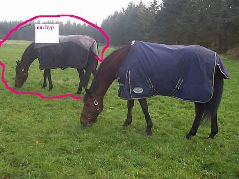 Dansk Varmblod candis viftrup(solgt) - fontain og candis billede 4